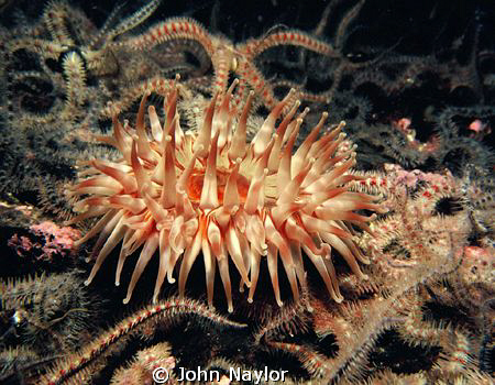 dahlia anemone and brittle starfish by John Naylor 