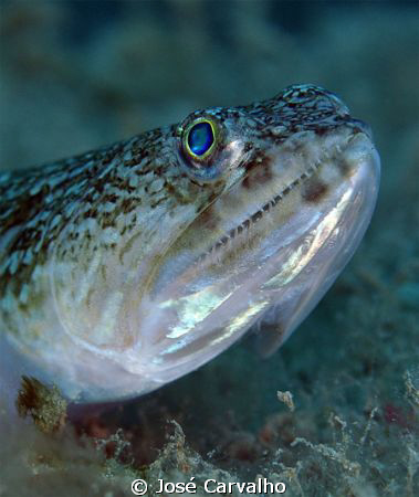 Lizzard fish close-up, at Porto Santo Island. by José Carvalho 