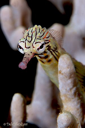 "Hey Good Lookin" Reef Top Pipefish with attitude :o) by Debi Henshaw 