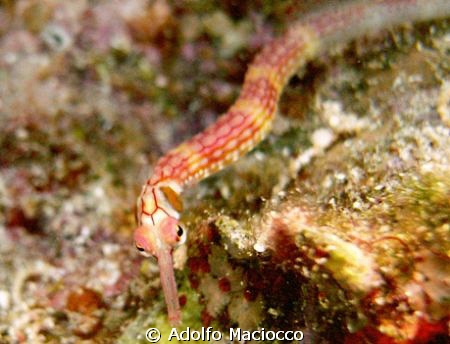 Red Sea Pipefish,
Eagle Ray Bay,
Sharm el Sheikh by Adolfo Maciocco 