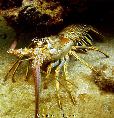 SPINY  LOBSTER/LANGOUSTE/PALINURIDAE
THE ONE THAT GOT AW... by Andres L-M_larraz 