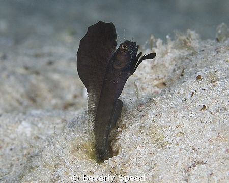 Male sailfin blenny displaying for the attention of a nea... by Beverly Speed 