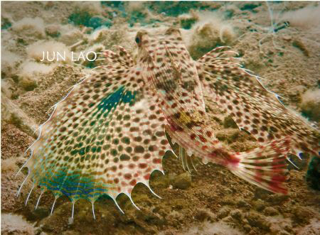 Flying Gurnard- the fish with paws and wings, it just cra... by Jun Lao 
