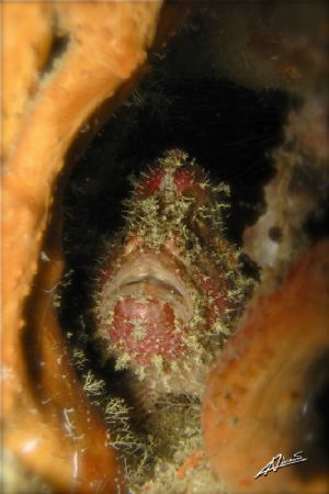 "dirty hairy"... frogfish caught by surprise in koh doc mai by Adriano Trapani 
