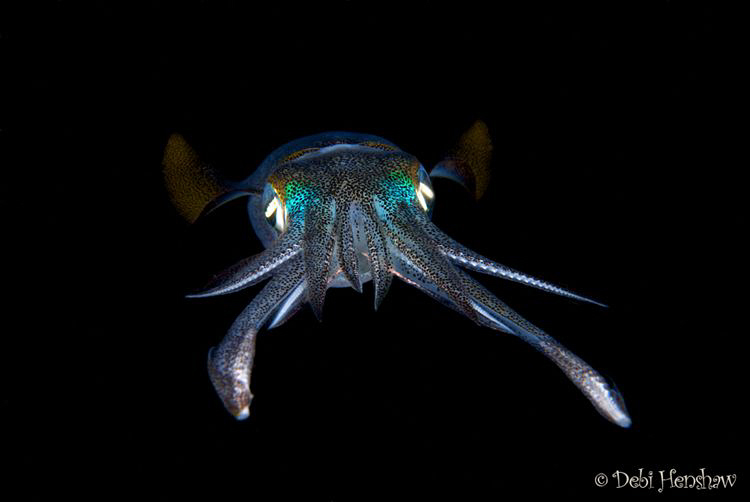 "The Flyer" another shot from my series of Bigfin Squid o... by Debi Henshaw 