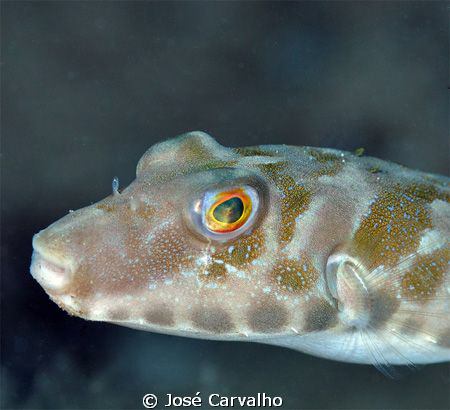 Pufferfish close-up at Porto Santo Island, Portugal. by José Carvalho 