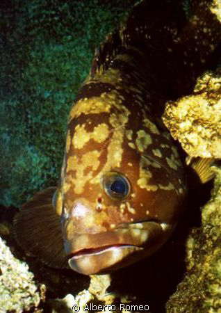 Mediterranean grouper Epinephelus marginatus.
Nikon 801s... by Alberto Romeo 