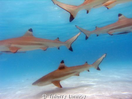 Black tip sharks galore !! by Thierry Lannoy 