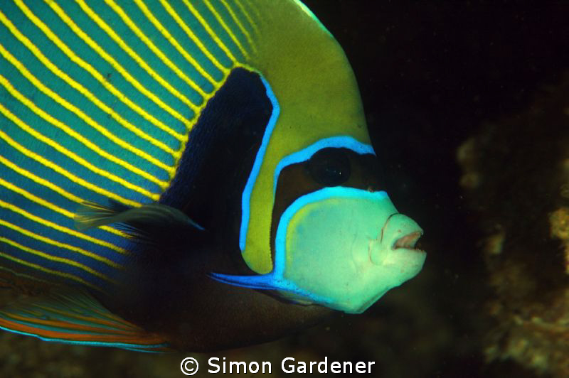 Emperor angelfish ( pomacanthus imerator ) full frame no ... by Simon Gardener 