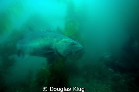 Big Brother. A giant Black Sea Bass at Anacapa Island. Sh... by Douglas Klug 