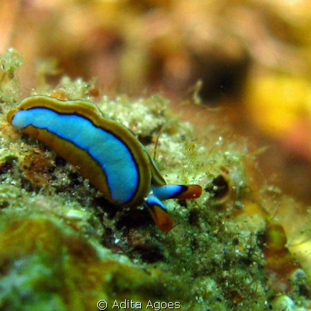 tiny thuridilla lineolata found during an ordinary aftern... by Adita Agoes 