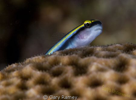 Sharknose Goby by Gary Ramey 