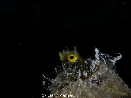 Secretary Blennies became my favorite subject in Bonaire.... by Gary Ramey 