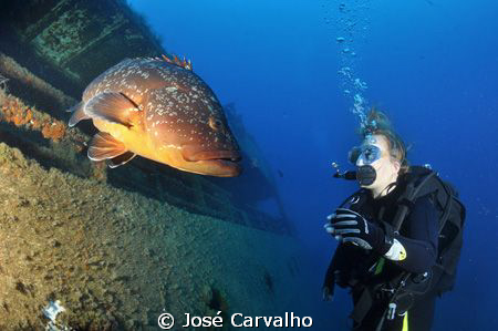 Giant grouper welcomes diver to the Madeirense Wreck, Por... by José Carvalho 