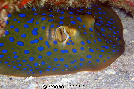 it is a blue spotted stingray related to the shark wich i... by Ronan Hochart 