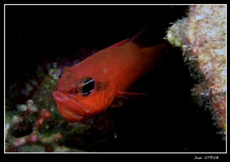 This male cardinal fish (apogon imberbis) was hatching th... by Daniel Strub 