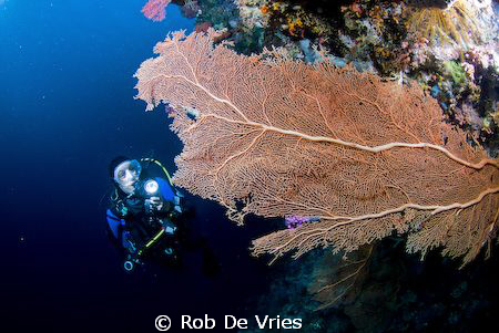 Wideangel picture of the beautifull Wakatobi reefs with G... by Rob De Vries 