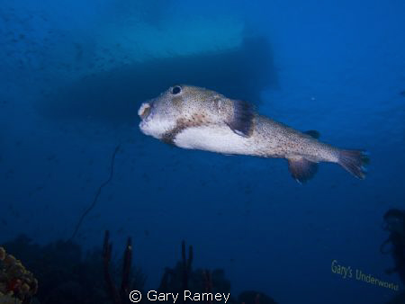 Large Puffer at Buddy Dive by Gary Ramey 