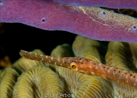 Juvenile Trumpetfish shot with D300 and 105mm lens by Lee Arbo 