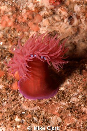 red anemone, found in cave by Mike Clark 