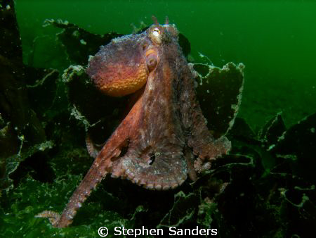 "go" taken in mukilteo kelp behind the giant pacific octo... by Stephen Sanders 