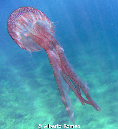 Jellyfish Pelagia nocticula, very stinging !
Nikon Coolp... by Alberto Romeo 