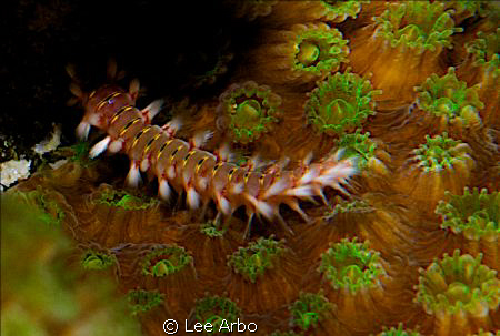 Fireworm shot with D300 and 105mm lens by Lee Arbo 