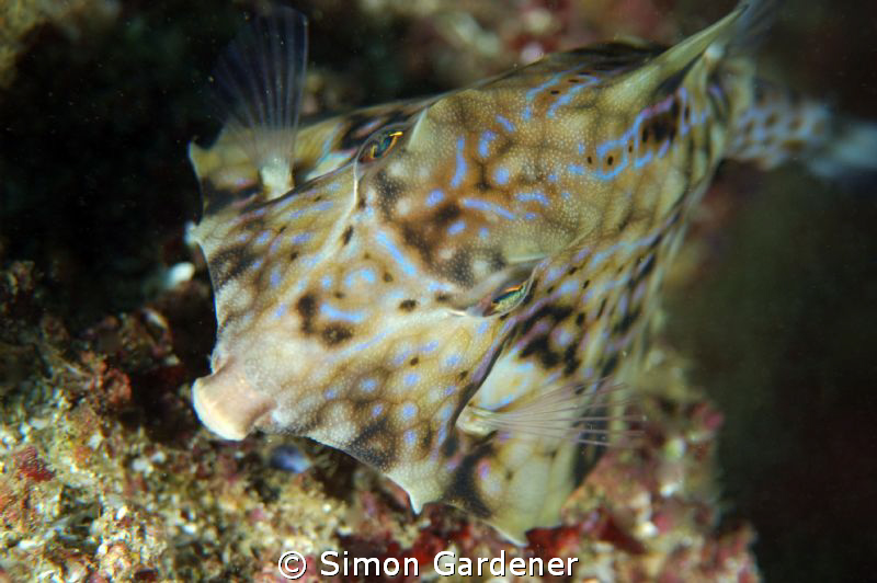 thorn-back trunkfish ( Terosomus gibbosus ) shot wit n ik... by Simon Gardener 