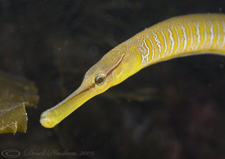 Snake pipefish. Trefor pier. D3,60mm. by Derek Haslam 