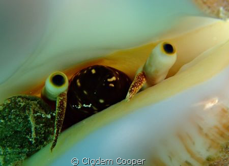 Eyes of the conch. Taken in Marsa Bareika.
(Fuji F50&Fan... by Cigdem Cooper 