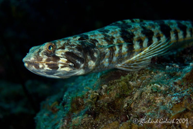 Sand Diver-Canon 100 mm macro full frame,no cropping-Bonaire by Richard Goluch 