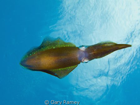 Spent a whole dive with a group of squid that didn't mind... by Gary Ramey 