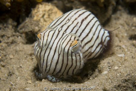 The 'Striped Pyjama Squid' (Sepioloidea lineolata) is act... by James Van Den Broek 