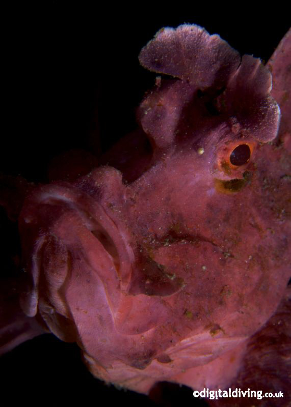 Close-up portrait of a Weedy Scorpionfish "Out of the Sha... by David Henshaw 