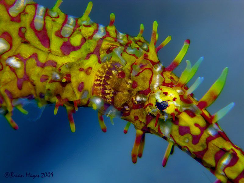 Ornate Ghost Pipefish (Solenostomus paradoxus) close-up. ... by Brian Mayes 