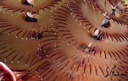 This image of a Christmas Tree Worm taken while diving in... by Steven Anderson 