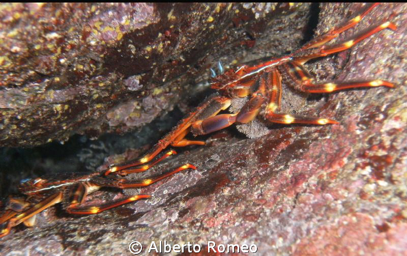 2 alien crab in Mediterraneum Sea from Caribbean Sea: Per... by Alberto Romeo 