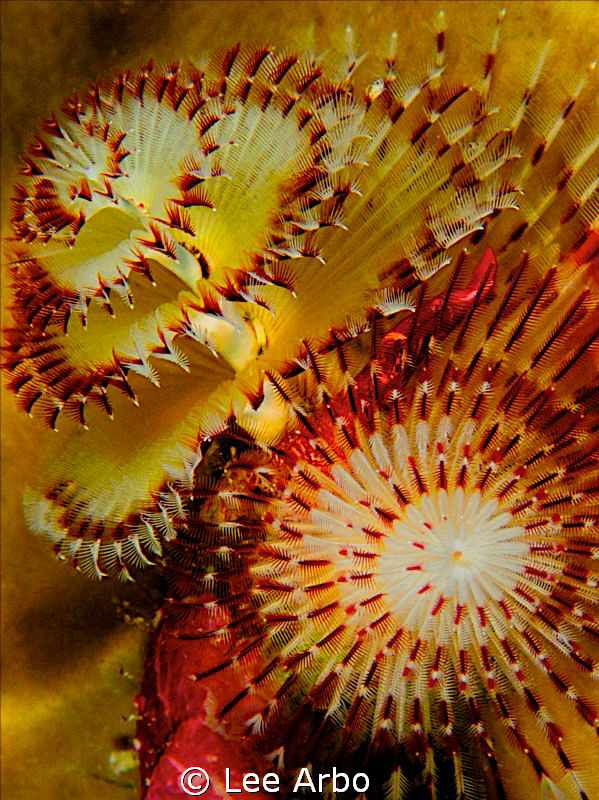 Christmas tree worm shot with D300 and 105mm lens by Lee Arbo 