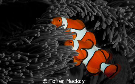 Clown Anemone Fish - Manipulated background to Black and ... by Toffer Mackay 