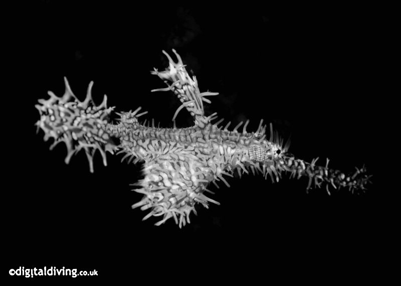 Ornate Ghostpipefish in open water (B&W conversion) by David Henshaw 