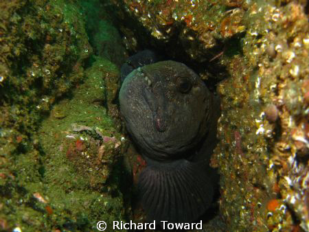 A pair of wolf fish taken of St Abbs Marine Reserve Scotl... by Richard Toward 