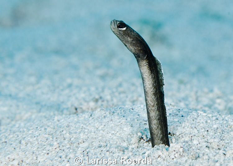 A common garden eel taken in Little Cayman.
105mm.  
 by Larissa Roorda 
