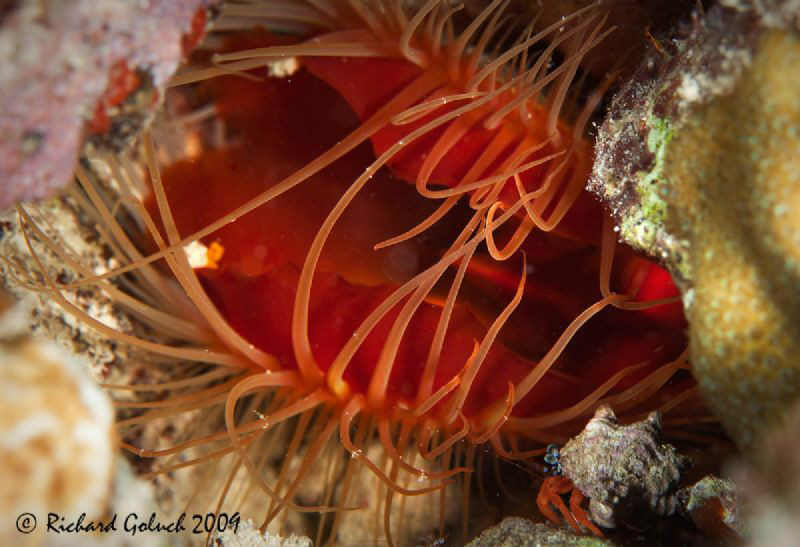 Rough Fileclam and Hermit Crab on a night dive-Canon 100 ... by Richard Goluch 