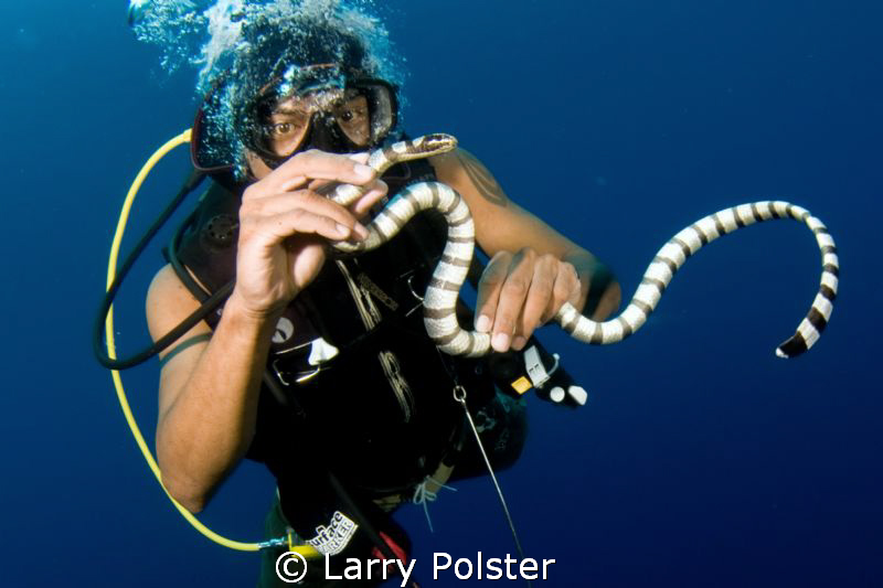 Snake Island in the Banda Sea...snakes everywhere from br... by Larry Polster 