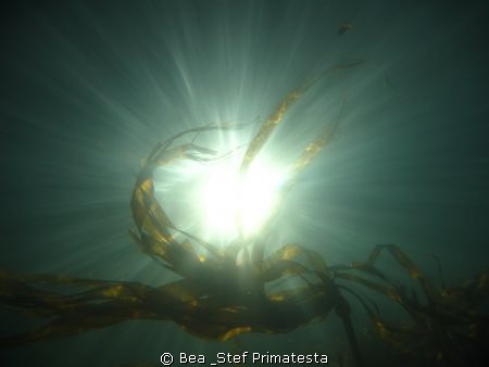 Bulb Kelp. by Bea & Stef Primatesta 