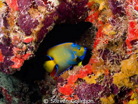 Queen angelfish, French Reef/Hourglass Cave off Key Largo... by Steven Gollehon 