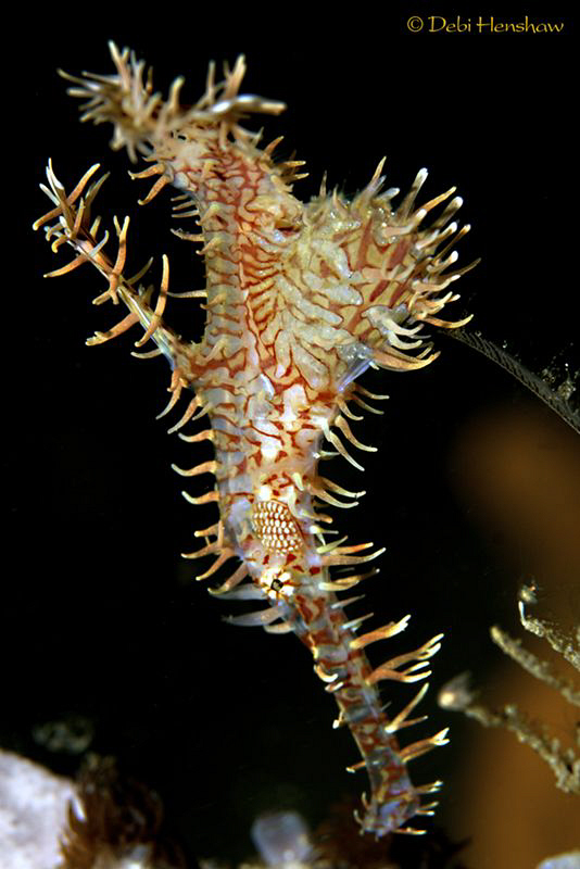 Ornate Ghostpipefish - look close and you can see eggs in... by Debi Henshaw 