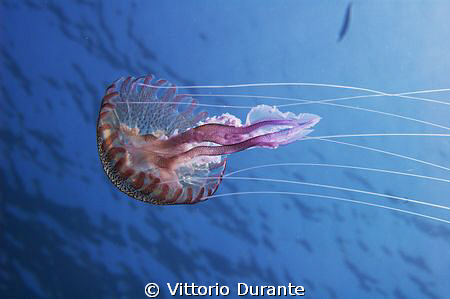 Jellyfish Pelagia Noctiluca
http://vittoriodurante.alter... by Vittorio Durante 