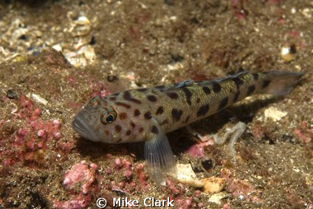 Lesser Spotted Goby by Mike Clark 