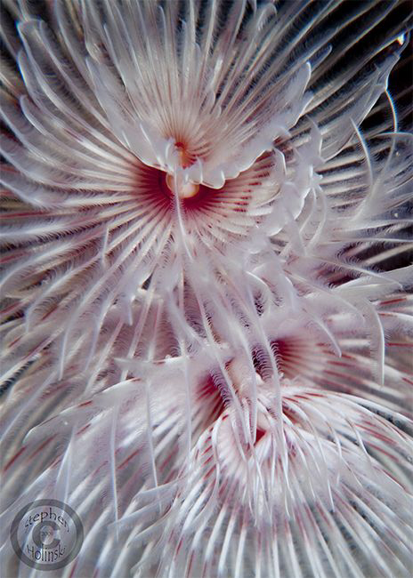 Tube worm closeups.  Canon G10, dual Inon UCL165 and dual... by Stephen Holinski 